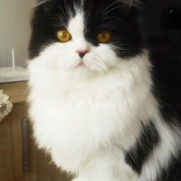 Chinchilla, Kedi  Luliçka fotoğrafı