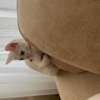 Ankara Kedisi, Kedi  Miya fotoğrafı