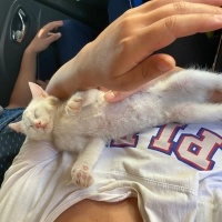 Ankara Kedisi, Kedi  Miya fotoğrafı