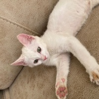 Ankara Kedisi, Kedi  Miya fotoğrafı