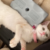 Ankara Kedisi, Kedi  Miya fotoğrafı