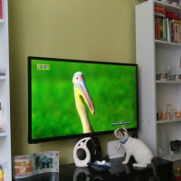 Tekir Kedi, Kedi  nazlı fotoğrafı