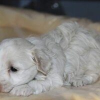 Maltese, Köpek  Rodi fotoğrafı