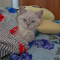 British Shorthair, Kedi  Pamuk fotoğrafı