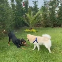 Pomeranyalı, Köpek  Leo fotoğrafı