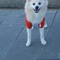 Pomeranyalı, Köpek  Leo fotoğrafı
