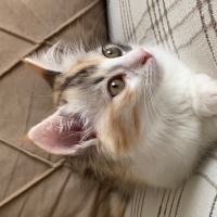Tekir Kedi, Kedi  Fındık fotoğrafı