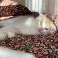 Tekir Kedi, Kedi  Pamuk fotoğrafı