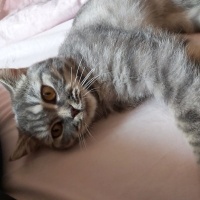 British Shorthair, Kedi  Sütlaç fotoğrafı