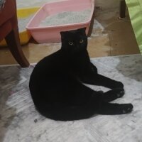 Bombay, Kedi  Kız fotoğrafı