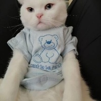 Scottish Fold, Kedi  Mırmır fotoğrafı