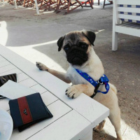 Pug, Köpek  gang fotoğrafı