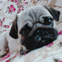 Pug, Köpek  gang fotoğrafı