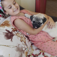 Pug, Köpek  gang fotoğrafı