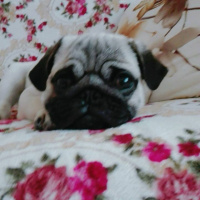 Pug, Köpek  gang fotoğrafı