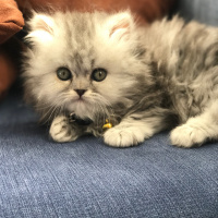 İran Kedisi (Persian), Kedi  Muffin fotoğrafı