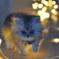 İran Kedisi (Persian), Kedi  Muffin fotoğrafı