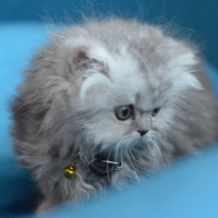 İran Kedisi (Persian), Kedi  Muffin fotoğrafı