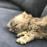 İran Kedisi (Persian), Kedi  Muffin fotoğrafı
