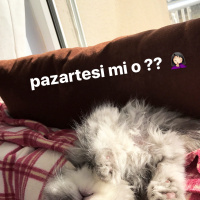 İran Kedisi (Persian), Kedi  Muffin fotoğrafı