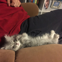 İran Kedisi (Persian), Kedi  Muffin fotoğrafı