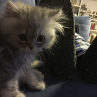 İran Kedisi (Persian), Kedi  Muffin fotoğrafı