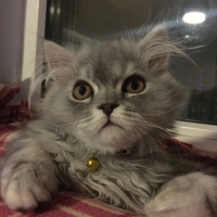İran Kedisi (Persian), Kedi  Muffin fotoğrafı