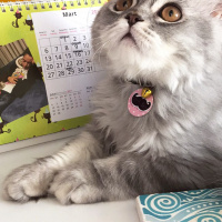 İran Kedisi (Persian), Kedi  Muffin fotoğrafı