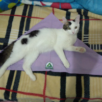 Tekir Kedi, Kedi  Shakespeare fotoğrafı