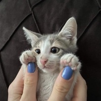 Tekir Kedi, Kedi  Luna fotoğrafı