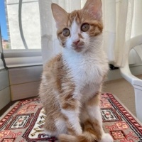 Sarman, Kedi  Patates ve Güzel fotoğrafı