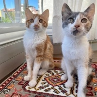 Sarman, Kedi  Patates ve Güzel fotoğrafı