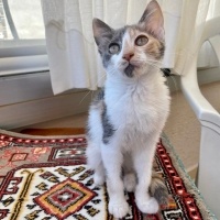 Sarman, Kedi  Patates ve Güzel fotoğrafı