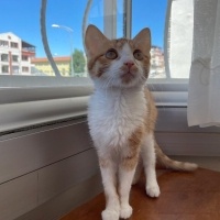 Sarman, Kedi  Patates ve Güzel fotoğrafı