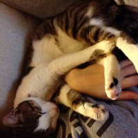 Tekir Kedi, Kedi  Minnoş fotoğrafı