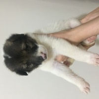 Sokö (Sokak Köpeği), Köpek  maske fotoğrafı