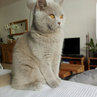 British Shorthair, Kedi  Palmiye fotoğrafı