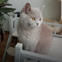 British Shorthair, Kedi  Palmiye fotoğrafı