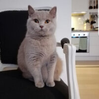 British Shorthair, Kedi  Palmiye fotoğrafı