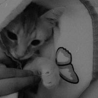 Sarman, Kedi  Behlül fotoğrafı