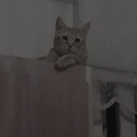 Sarman, Kedi  Behlül fotoğrafı