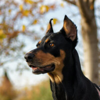 Doberman Pinscher, Köpek  Hera fotoğrafı