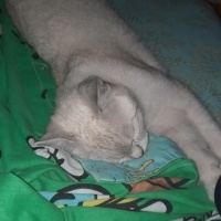 British Shorthair, Kedi  Kral fotoğrafı