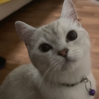 British Shorthair, Kedi  Kral fotoğrafı