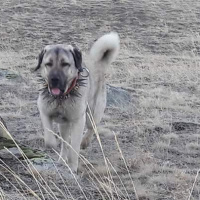 Kangal, Köpek  paşa fotoğrafı
