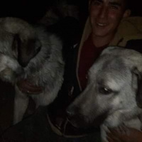 Kangal, Köpek  paşa fotoğrafı