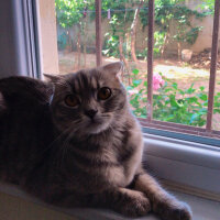 Scottish Fold, Kedi  Lina fotoğrafı