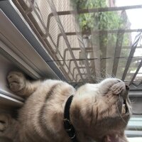 British Shorthair, Kedi  Paşa fotoğrafı