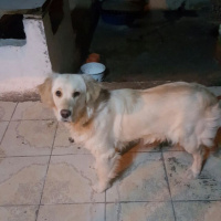 Golden Retriever, Köpek  ŞİLA fotoğrafı