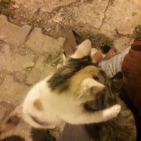 Tekir Kedi, Kedi  miya fotoğrafı